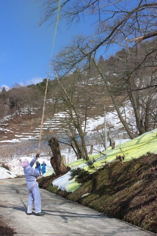 桜の防除作業
