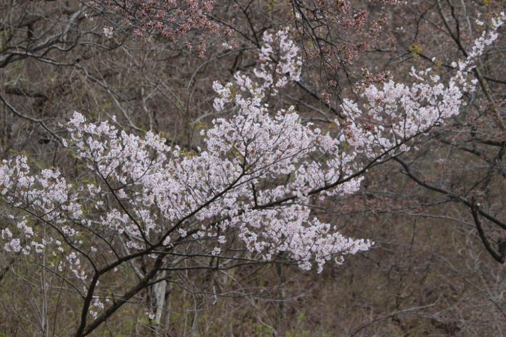 桜だより②