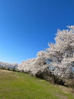 桜だより③