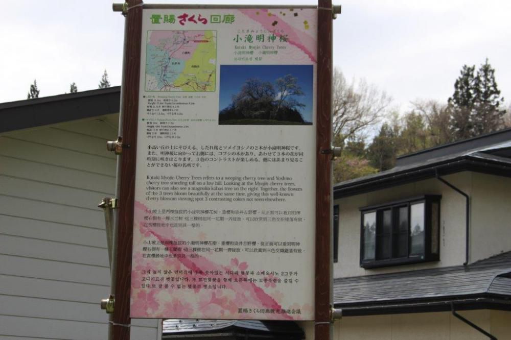 明神桜