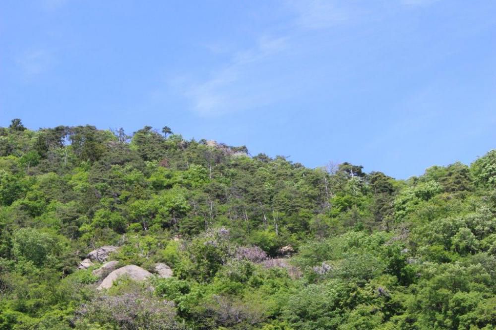 山の恵み