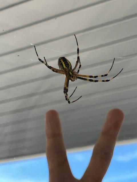 でかっ