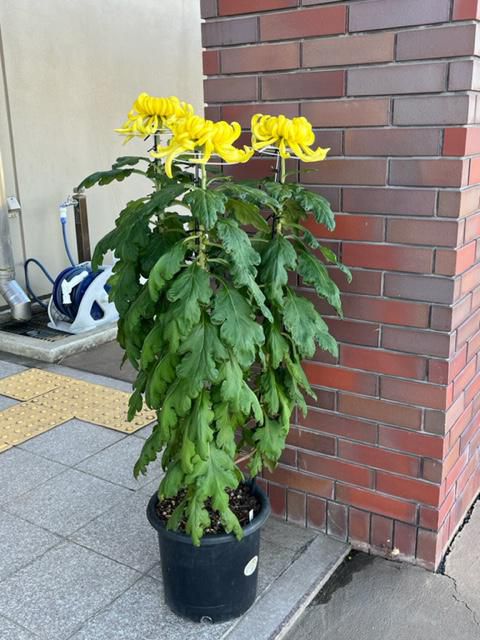 菊