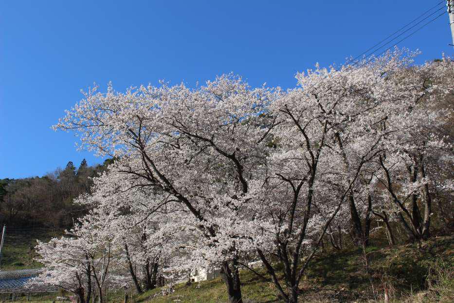 岩部山お花見