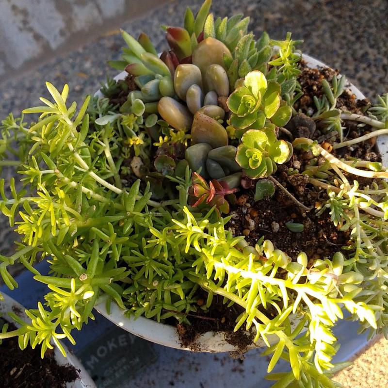 猫と植物