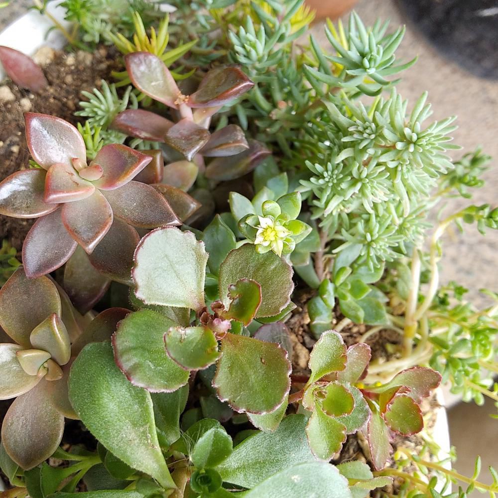 開花