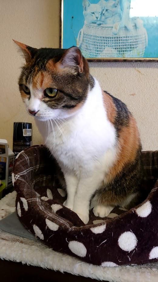 館長　1