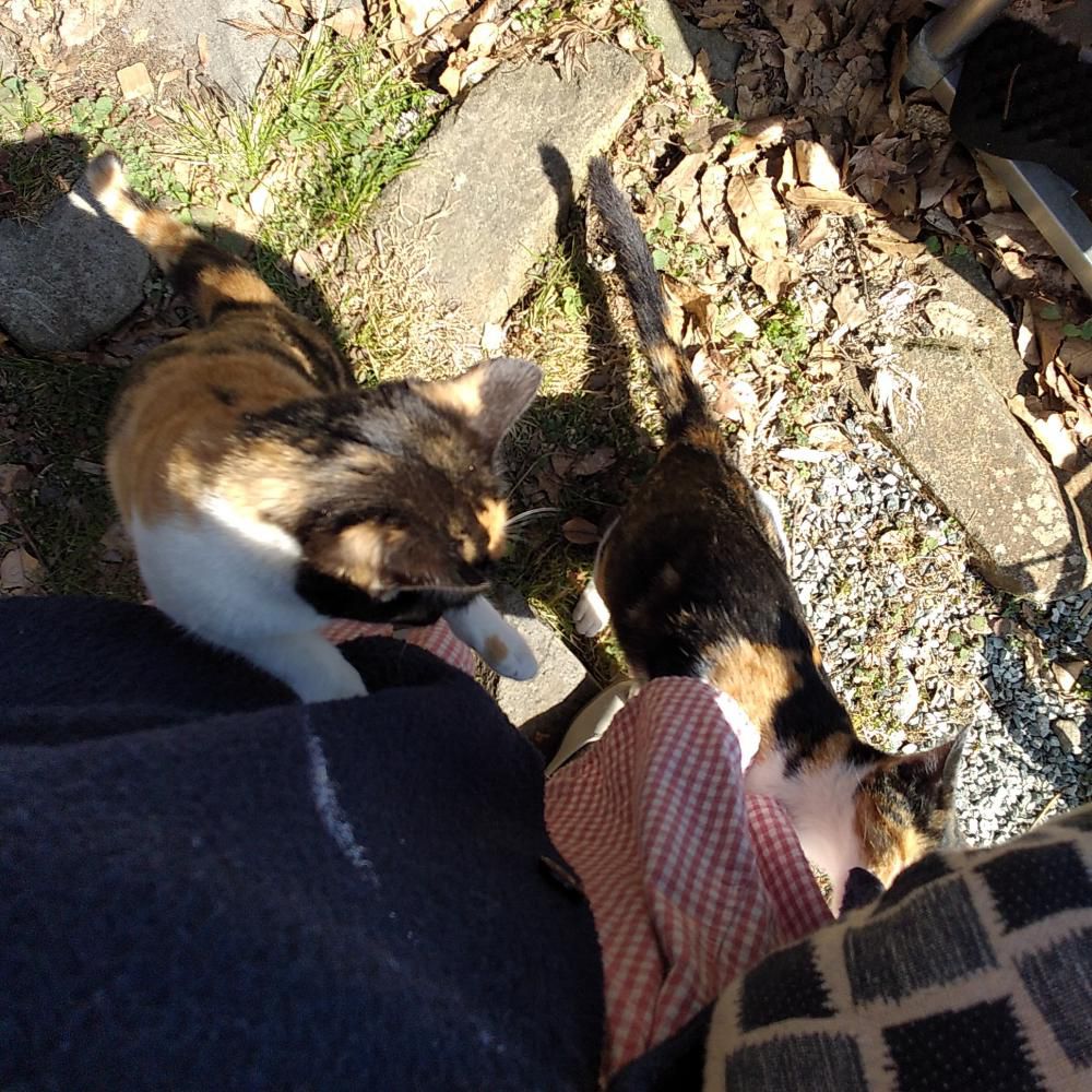 猫のいるレストラン