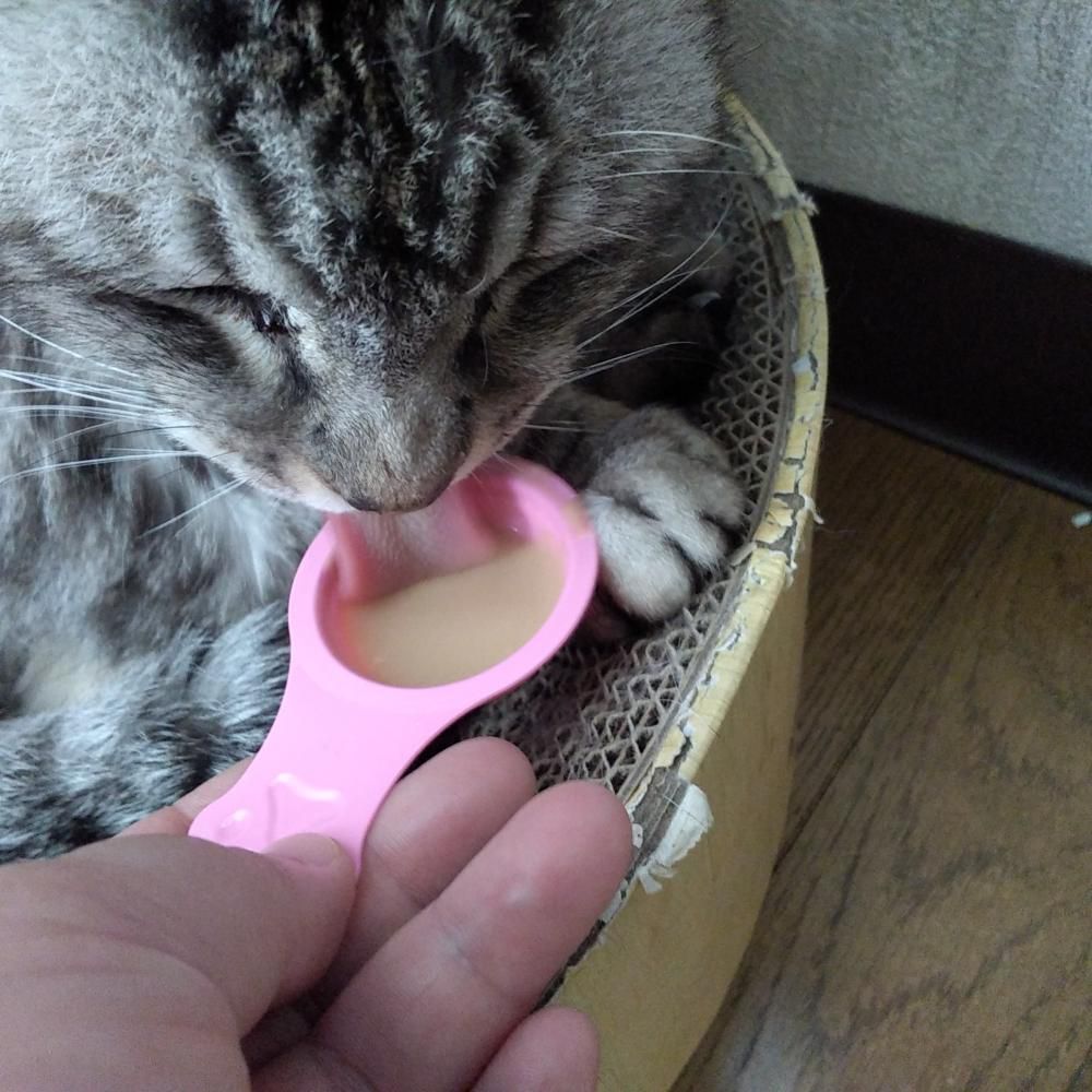 にゃんスプーン