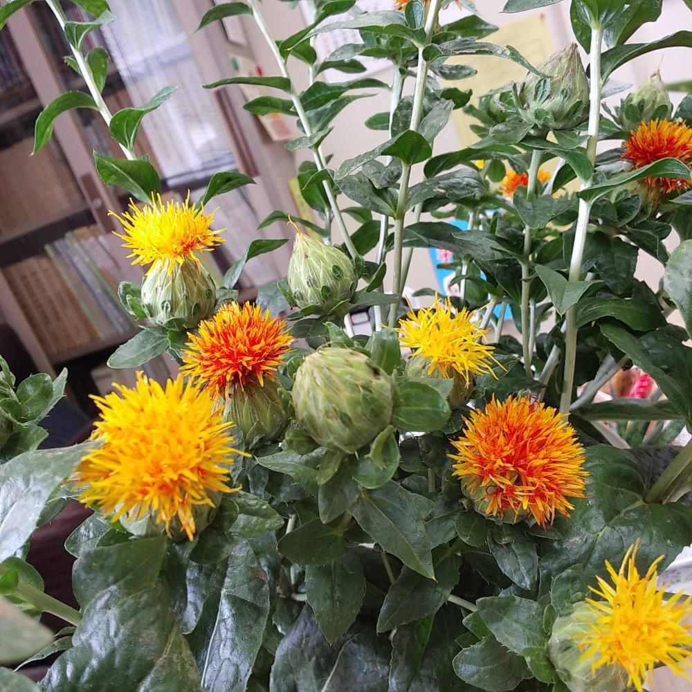 紅花