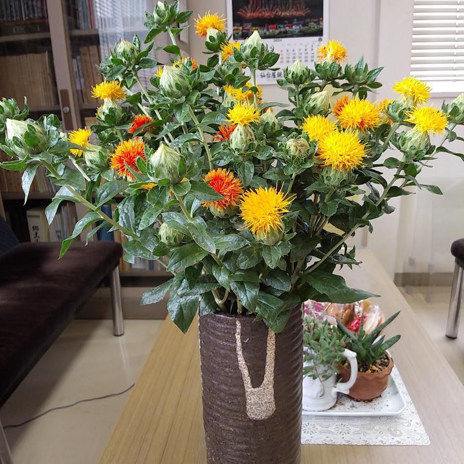 紅花 2