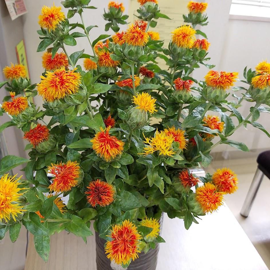 紅花 3