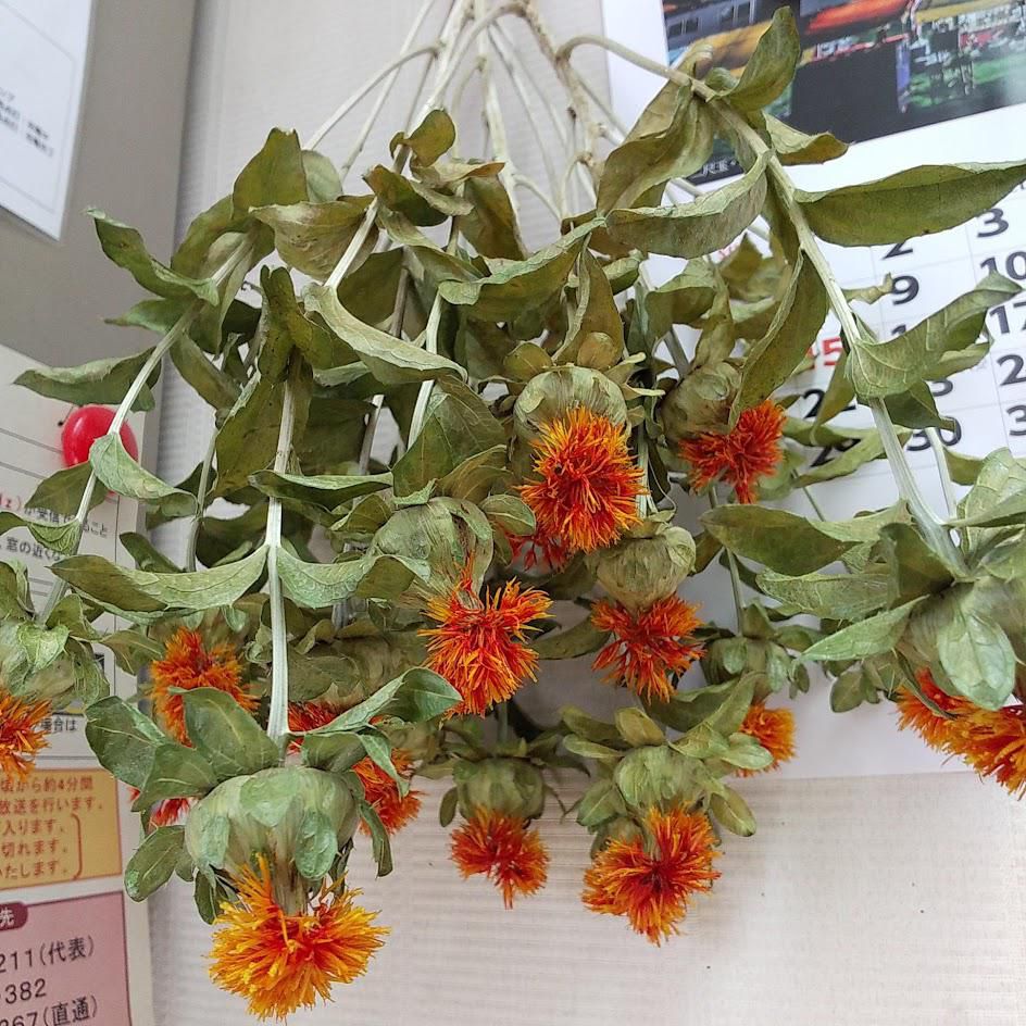 紅花　5