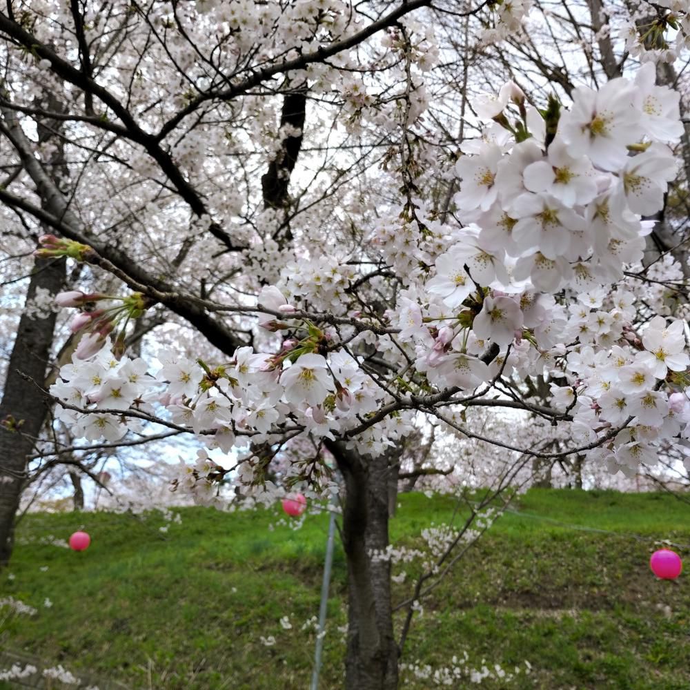 桜(烏帽子山) 3