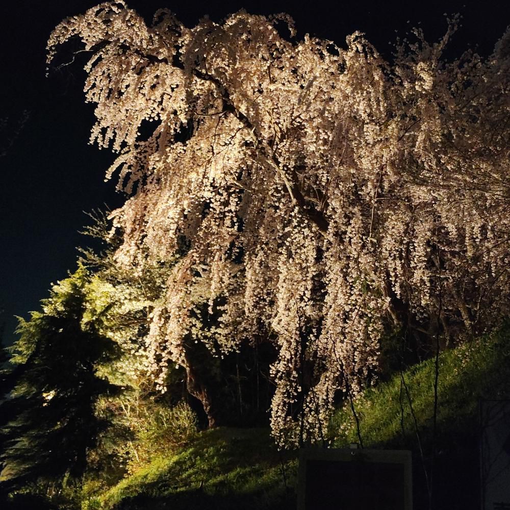 桜(烏帽子山) 4