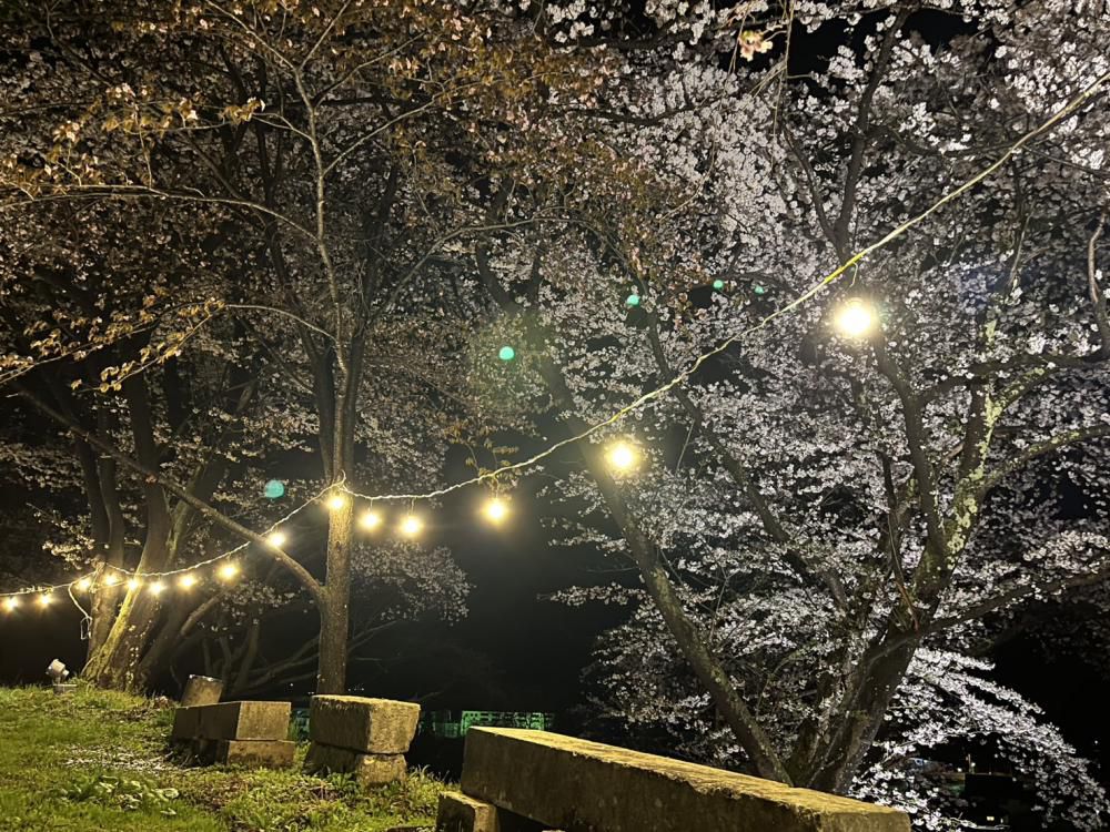 桜(岩部山)　ライトアップ