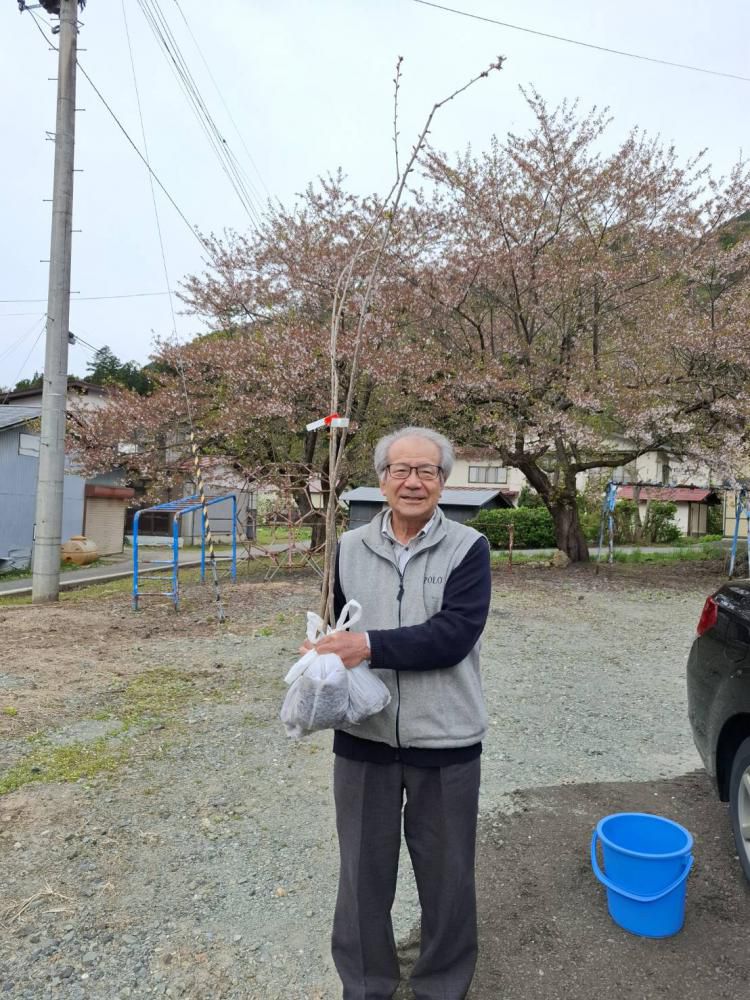 冬桜