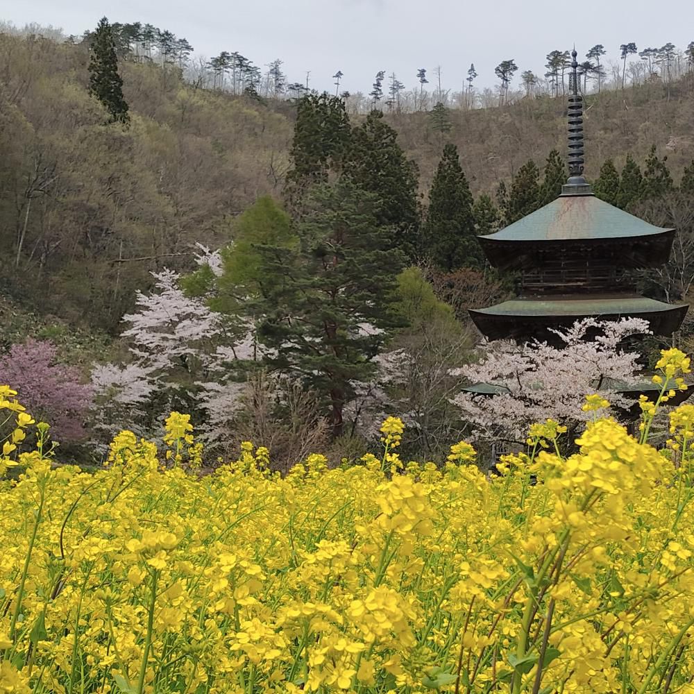 桜(安久津八幡神社)