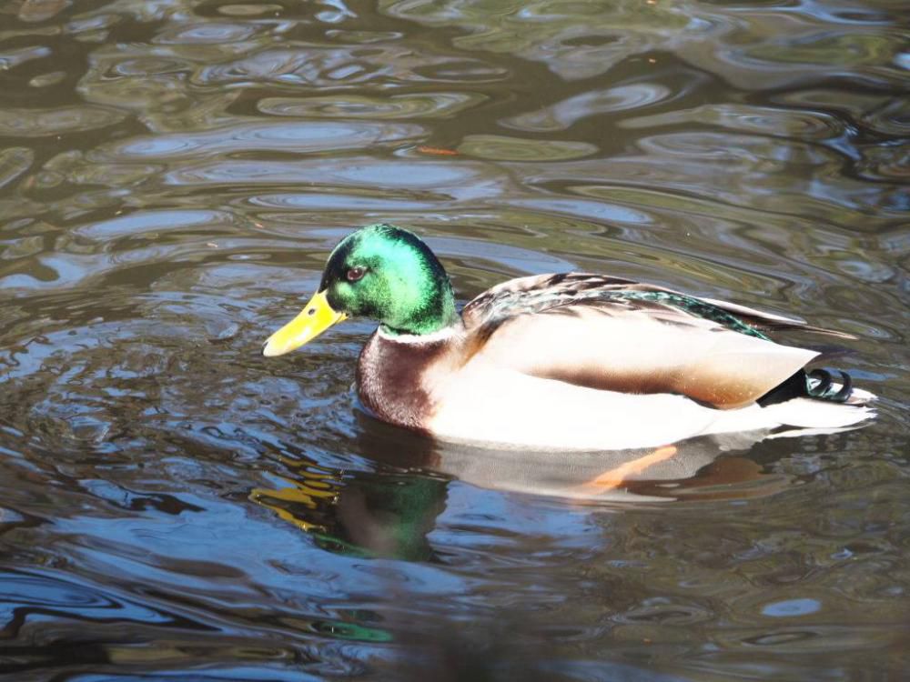 鳥海月山両所宮