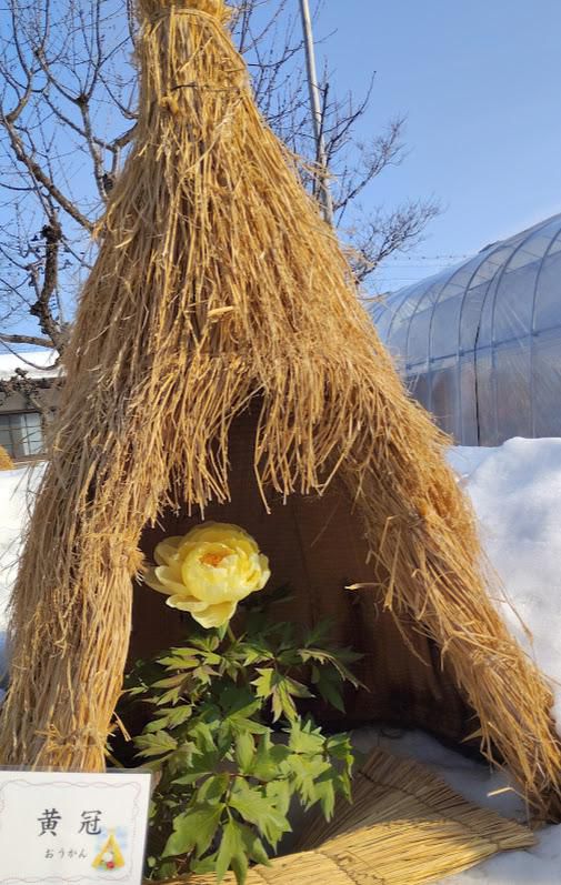まほろば冬咲きぼたんまつり（高畠町）