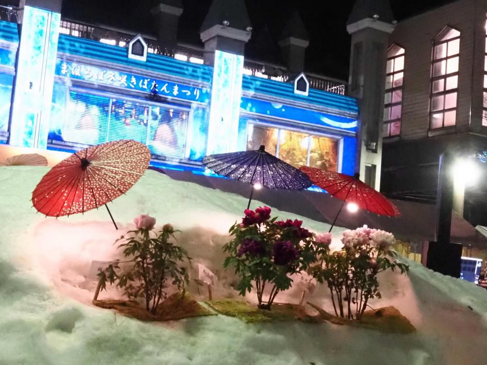 まほろば冬咲きぼたんまつり（高畠町）