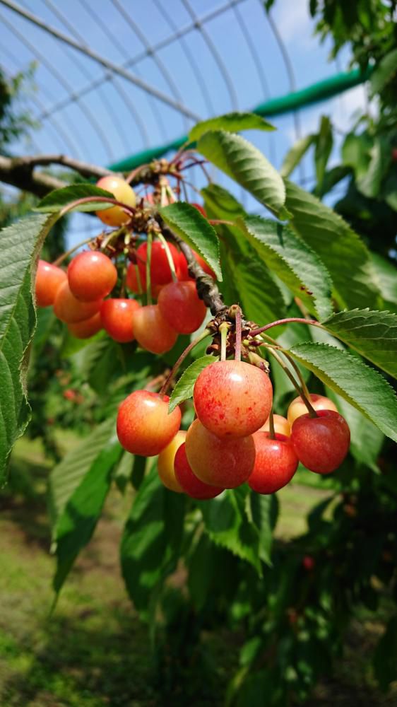 仲野観光果樹園　～Fruit’s caf? Rulave～　でございます。