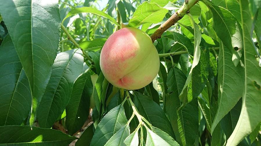 仲野観光果樹園　～Fruit’s cafe Rulave～　でございます。