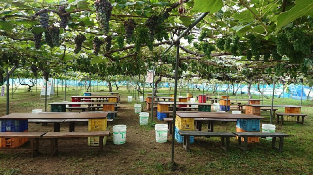 仲野観光果樹園　～Fruit’s caf? Rulave～　でございます。