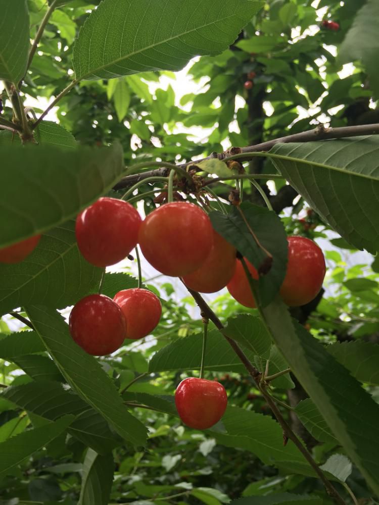 仲野観光果樹園　～Fruit’s cafe Rulave～　でございます。