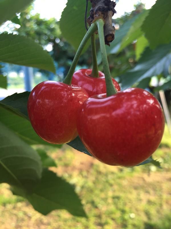 仲野観光果樹園　～Fruit’s cafe Rulave～　でございます。