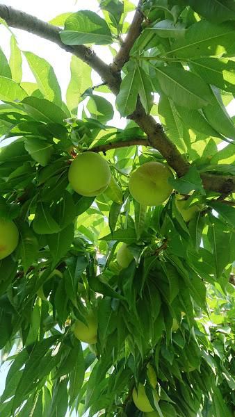 仲野観光果樹園　～Fruit’s cafe Rulave～　でございます。