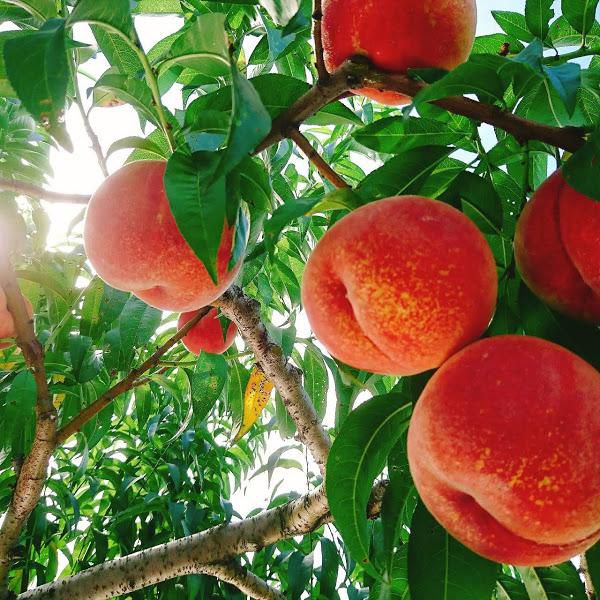 仲野観光果樹園　～Fruit’s cafe Rulave～　でございます。