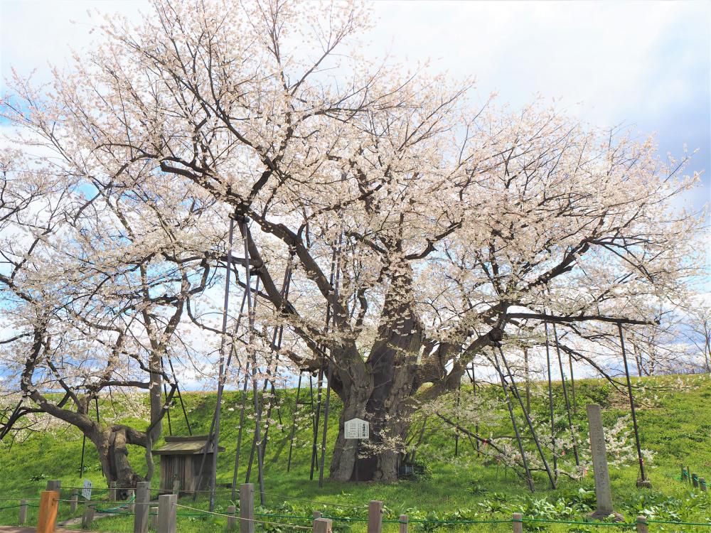 お達磨の桜まつり