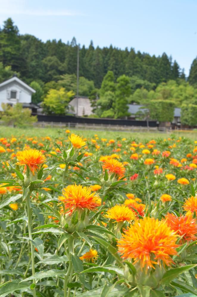 旧柏倉九左衛門家紅花まつり