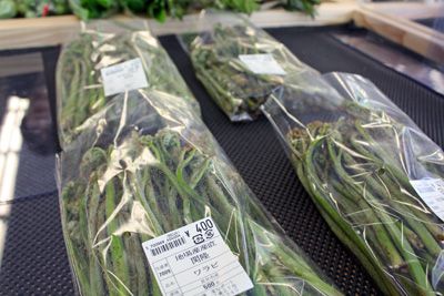 本日の新鮮山菜！