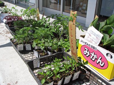 屋外に苗の特設コーナーを設けました