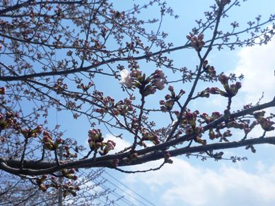 桜が咲いたよ
