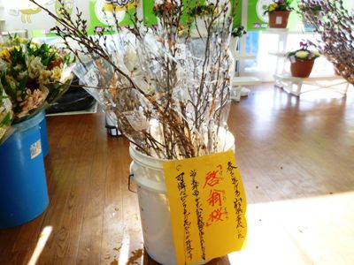 啓翁桜も咲き始めた