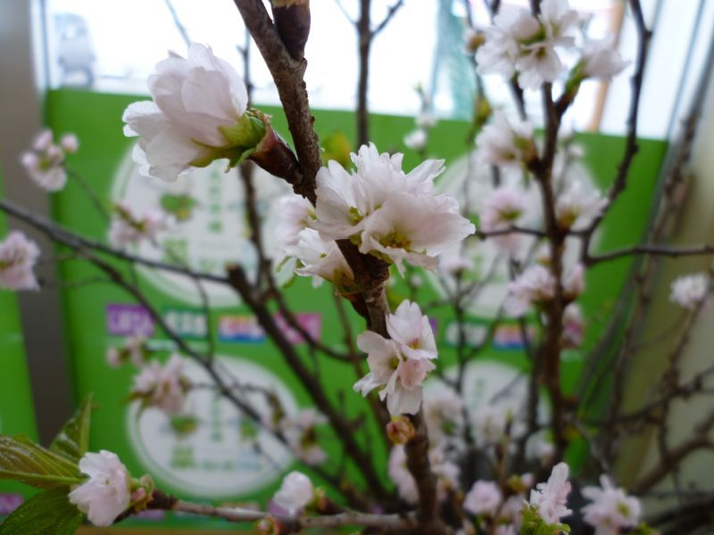 『啓翁桜』が入荷しました☆