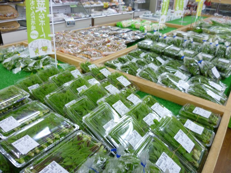 『山菜』入荷しています！