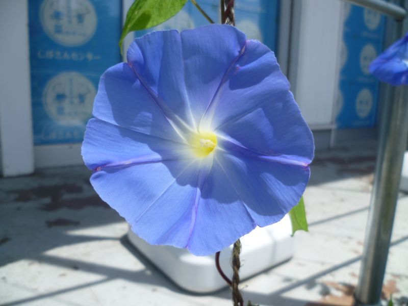 咲きました～♪
