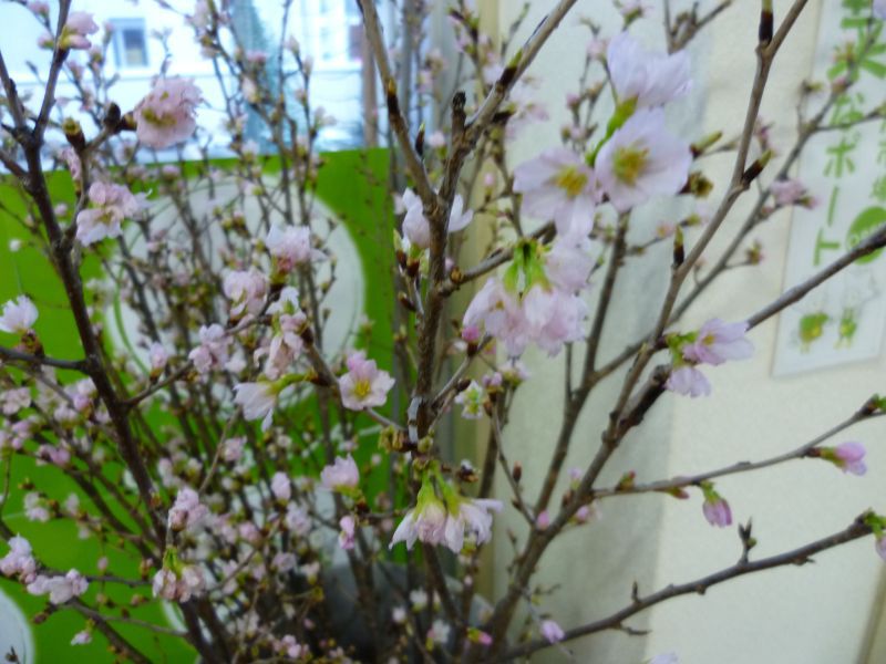 『啓翁桜』入りました‼