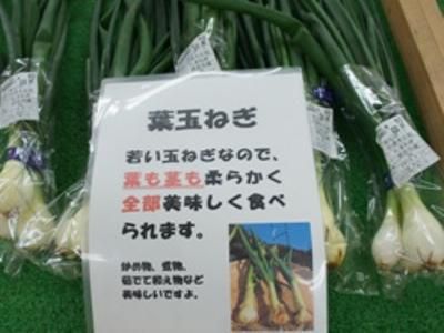 【今のおススメ　「葉玉ねぎ」】