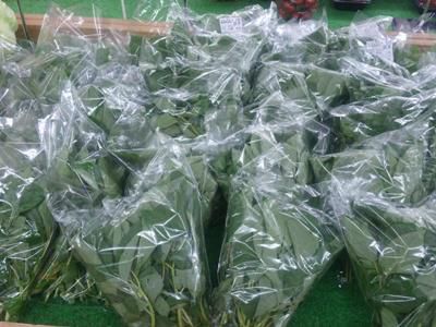 【夏野菜大量出荷中】