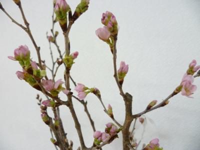 【もうすぐ立春　啓翁桜はいかが】