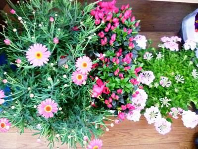【春の窓辺にカラフル鉢植えを】