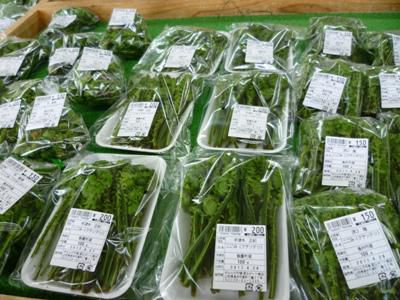 【山菜が出始めました】