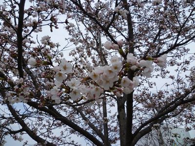 春の菜なポート