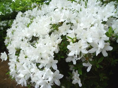 5月の菜なポート