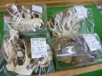 天然地物きのこ出ました！